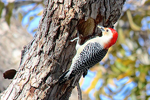 Red-bellied Woodpecker